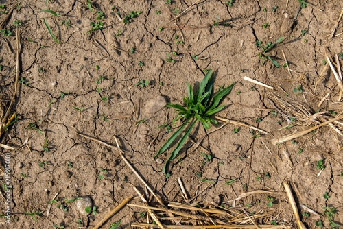 Dürre und Landwirtschaft