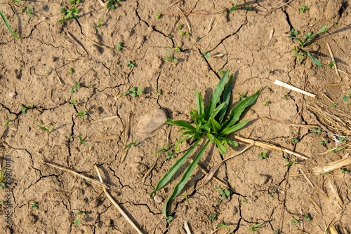 Dürre und Landwirtschaft
