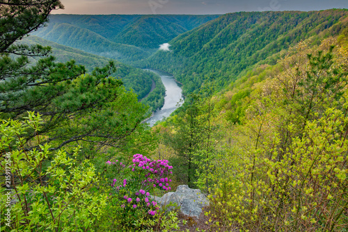  Catawba Rhododendron at New River Gorge National Park in West Virgina