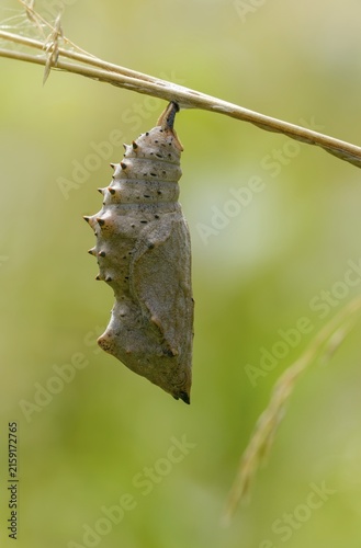 Camberwll beauty, nymphalis antiopa, mourning cloak, butterfly, high size, portrait format, insects, pupa, doll, butterflies, butterflies, butterflies
