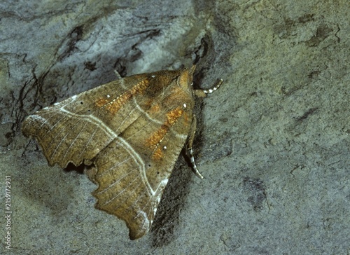 Crab soup, naescherin, orange grouper owl, Scoliopteryx libatrix, balaclava, the Herald, grouper owl, sugar owl, butterfly, insects, moths, moths, moths, butterfly