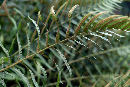 Photography close up of a fern, nacka, sverige,sweden,stockholm, summer,
