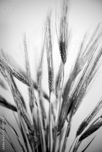 Photography ears of wheat, nacka, sverige,sweden,stockholm, summer,