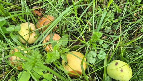 Fallen apples rotting in green grass. Unharvested fruit on the ground in an orchard. Close up of spoiled organic apples