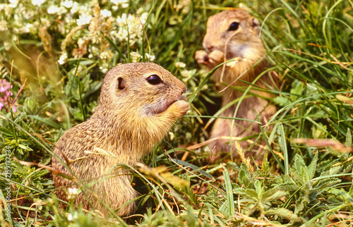 two ground squirrels, Spermophilus citellus, eating grass, close 554
