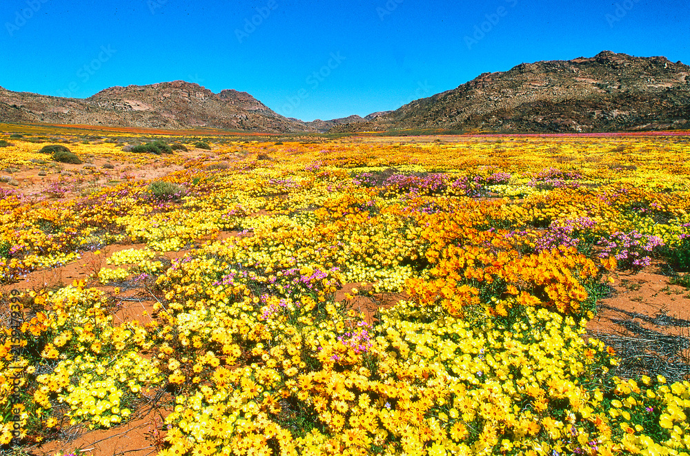 Naklejka premium blooming desert in spring of namaqualand, south africa 