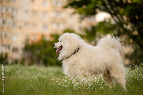 Fluffy white Samoyed dog standing in grass with flowers looking side profile outdoors