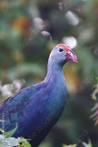 Purple Swamphen Perched on Tree Branch – Rare and Unusual Wetland Bird Sighting. A remarkable wildlife photograph of a Purple Swamphen (Porphyrio porphyrio) perched on a tree branch.