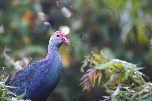 Purple Swamphen Perched on Tree Branch – Rare and Unusual Wetland Bird Sighting. A remarkable wildlife photograph of a Purple Swamphen (Porphyrio porphyrio) perched on a tree branch.