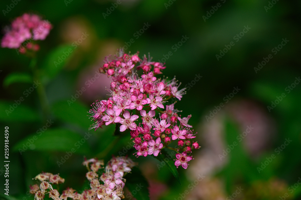 Obraz premium Vibrant cluster of tiny pink spiraea flowers blooming in a garden