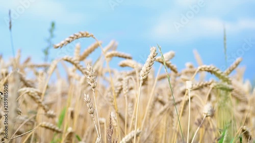 Ripe wheat in the field, close-up shot. Wheat ears swaying in the wind. Harvest and agriculture theme.
