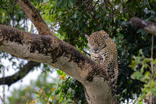 Jaguar Climbing Down a Tree Trunk in the Rainforest