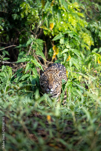 Jaguar Walking Through Dense Green Vegetation Towards Camera