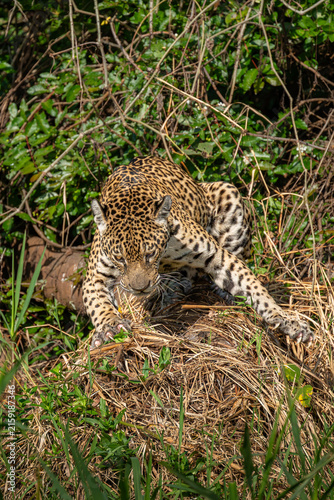 Jaguar Gripping a Log with Sharp Claws Ready to Spring