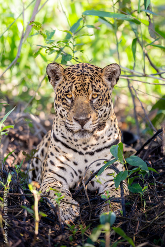 Jaguar Lying Down in the Jungle Undergrowth Looking Ahead