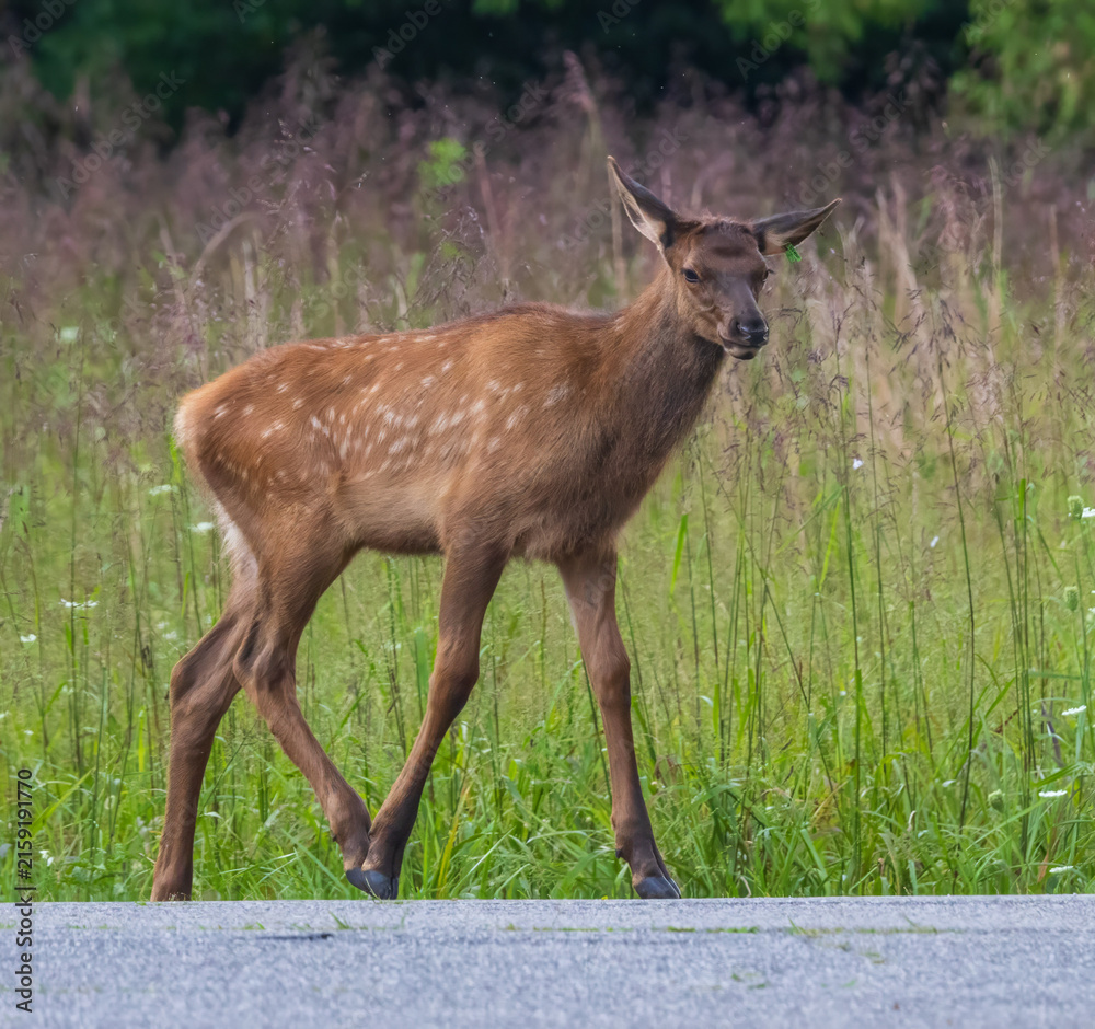 Obraz premium ELK IN THE SMOKEYS