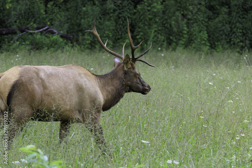 ELK IN THE SMOKEYS