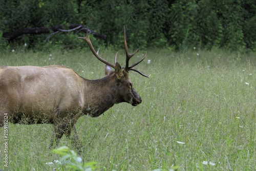 ELK IN THE SMOKEYS