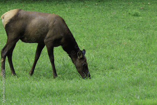 ELK IN THE SMOKEYS