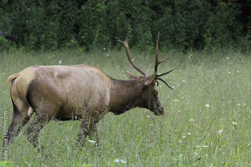 ELK IN THE SMOKEYS