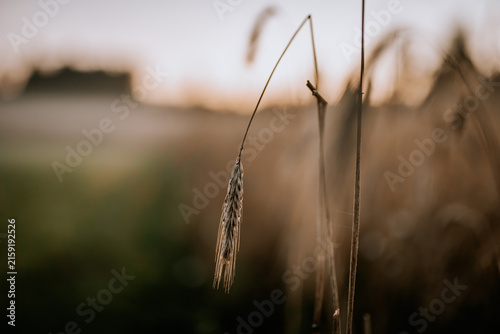 Photography Close-up of a single wheat stalk with golden grains swaying gently in the breeze