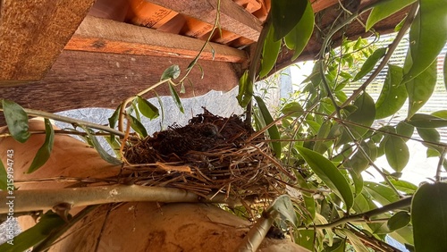 Cuadro en lienzo A bird's nest made of twigs and straw sits precariously on a wooden beam, surrounded by lush green leaves and branches