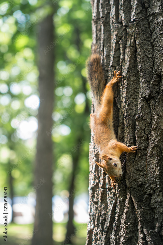 Obraz premium Red squirrel climbing textured tree trunk in sunlit park.