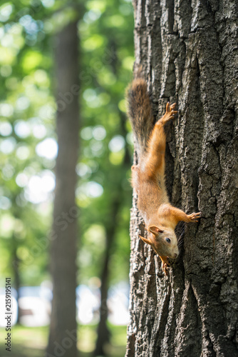 Red squirrel climbing textured tree trunk in sunlit park.