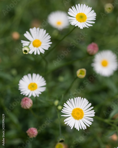 фотографія Erigeron karvinskianus flowers blooming among lush green foliage in a natural me