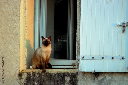 chat siamois