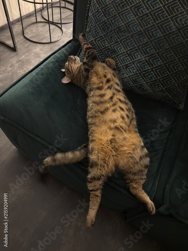 Relaxed Tabby Cat Lying on Sofa with Belly Up at Home