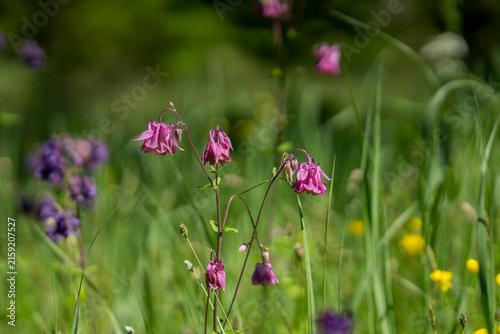 Delicate Aquilegia vulgaris flowers. Aquilegia vulgaris, commonly known as common columbine, blooming with delicate pink-purple nodding flowers among lush green meadow vegetation. 