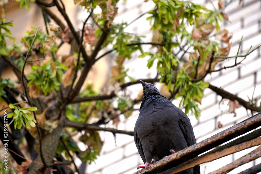 Obraz premium Pigeon occupies railing. Vegetation frames bird. Facade rises behind. Architecture surrounds habitat.
