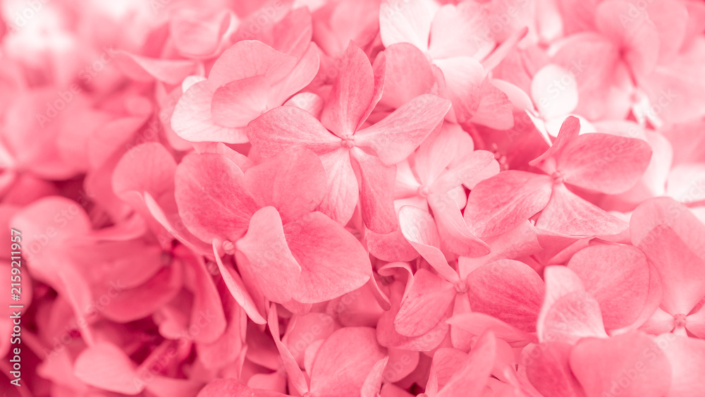 Obraz premium Pink flowers close up. Bouquet of red flowers. City flower beds, a beautiful and well-groomed garden with flowering bushes.