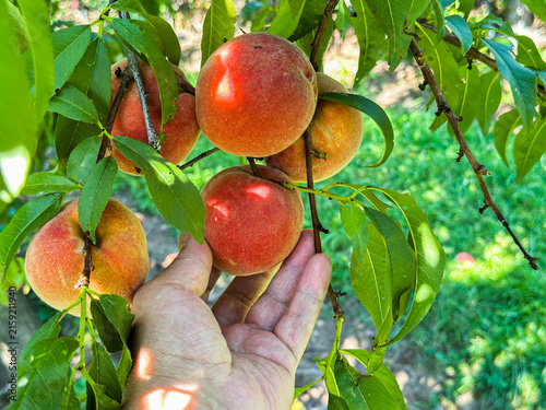 Hand picking fresh ripe peaches from tree branch