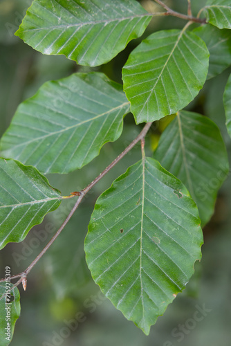 Konstfotografi Close-up of green beech leaves on a slender branch, showing prominent veins and natural texture against a softly blurred forest background