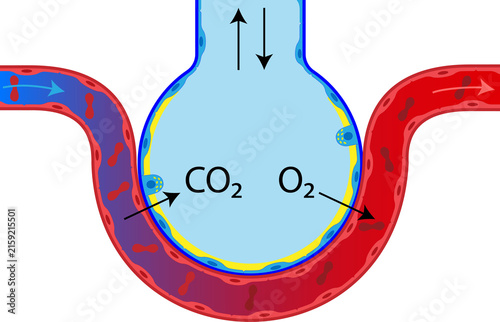 Gas Exchange in the Pulmonary Alveoli