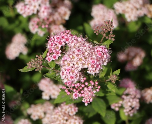 Japanese meadowsweet (Spiraea japonica) blooming in a garden