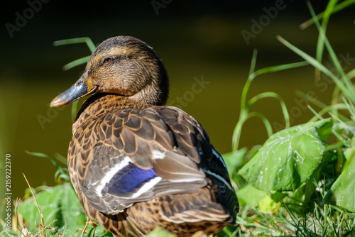 Duck- portrait