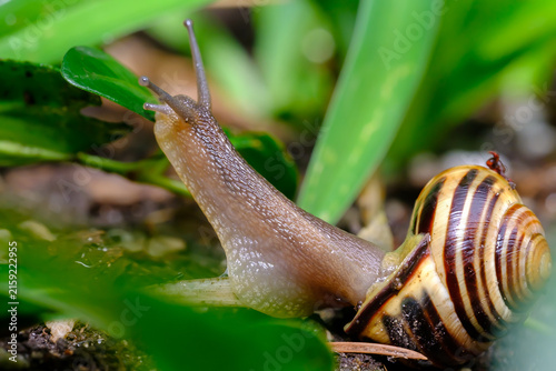 Fotografie Macro Close-Up of Snail in Garden on Rainy Day