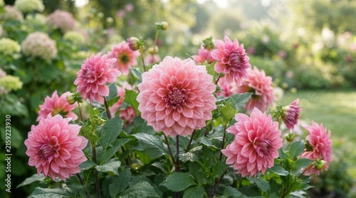 Pink dahlia flowers blooming in lush garden setting
