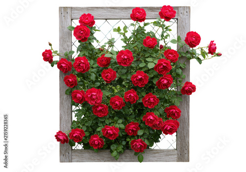 Vibrant red roses arranged in a decorative window box display
