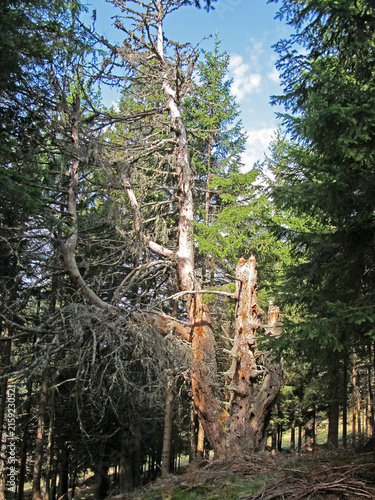 Toter Baum im Wald - dead tree in the forest