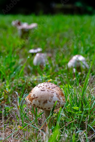 Fotografie A group of wild mushroom with a convex, brownish-pink cap speckled with small whitish or brownish remnants of a universal veil, rising from a scaly or fibrous stipe amidst green grass