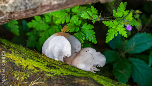 Obraz na płótnie A smooth, whitish fungal mass grows low to the ground surrounded by vibrant green foliage