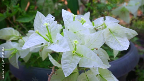 White bougainvillea (Bougainvillea glabra) with delicate, paper-like bracts surrounding tiny yellow-white flowers