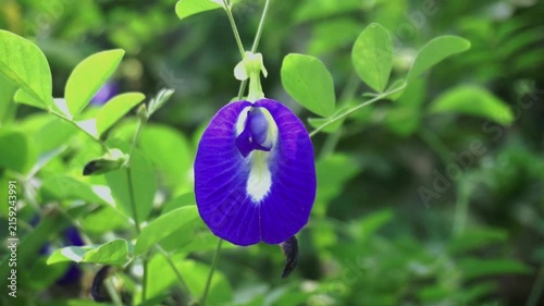 A vibrant blue butterfly pea flower (Clitoria ternatea) attached to a slender vine with green leaves