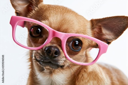 Chihuahua wearing pink glasses, AI generated video