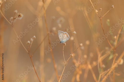 Foto una farfalla licenide su un fiore al tramonto