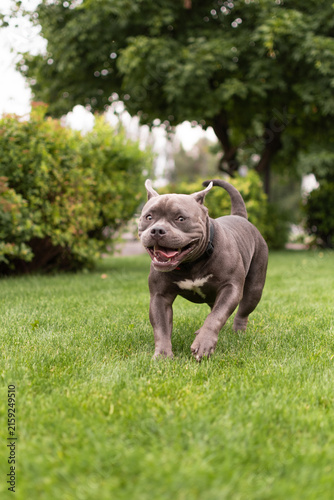 Playful gray American Bully dog running fast on green lawn towards camera in park